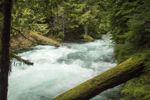 McKenzie River, Oregon