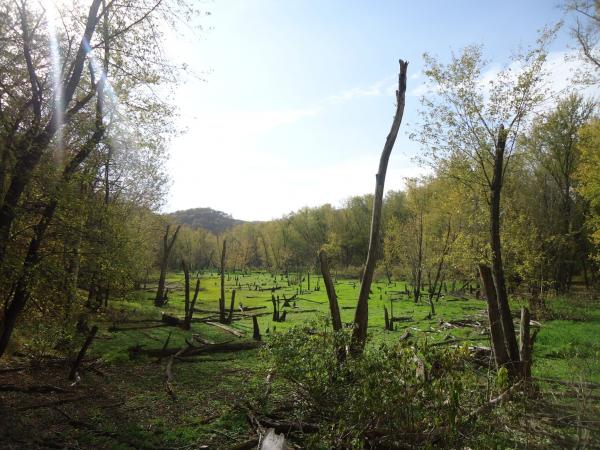 Meadow clearing with sunlight