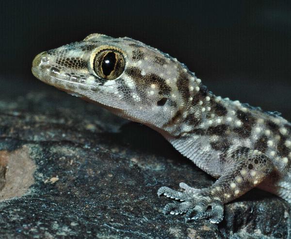Mediterranean Gecko