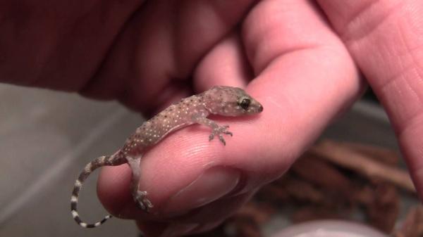 Mediterranean Gecko