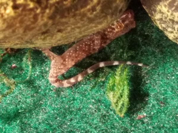 Mediterranean Gecko