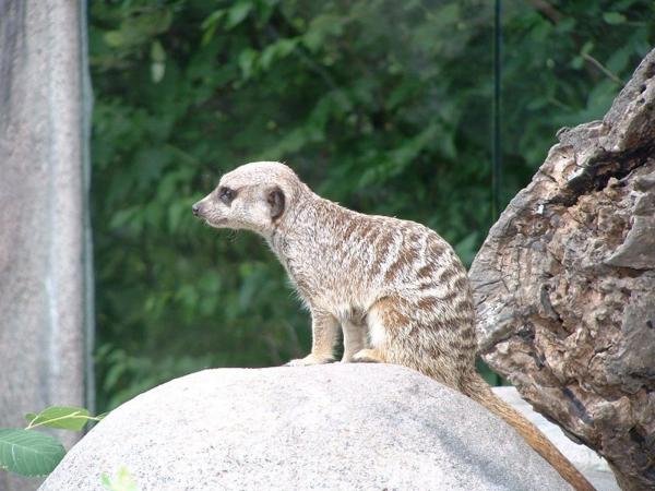 Meerkat