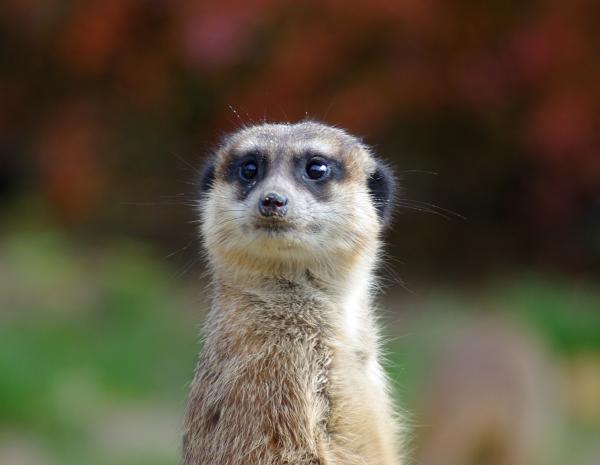 Meerkat
