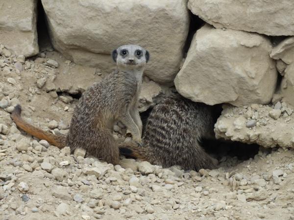 Meerkat