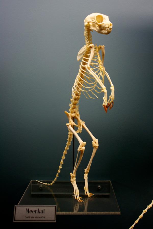Meerkat