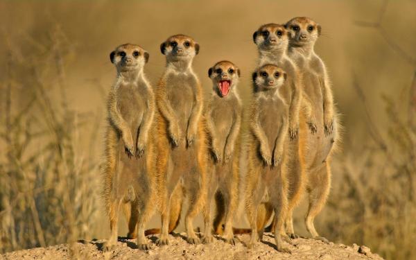 Meerkat