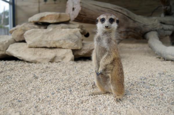 Meerkat