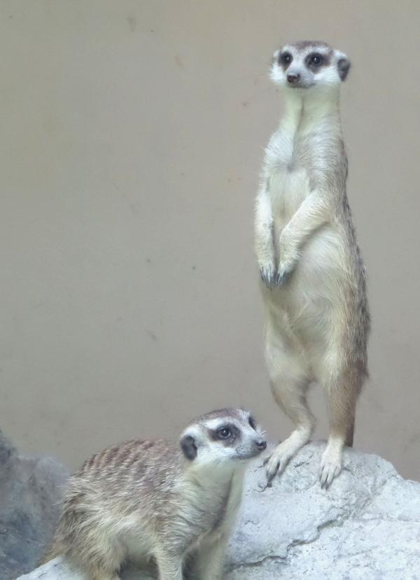 Meerkats