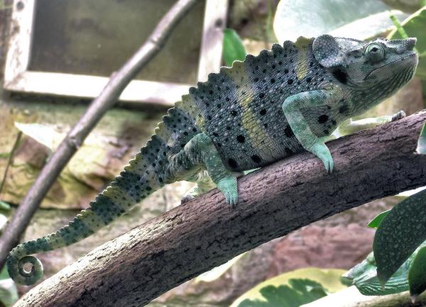 Mellers Chameleon