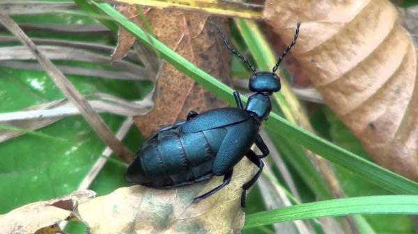 Meloidae