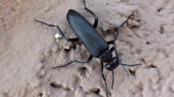 Meloidae