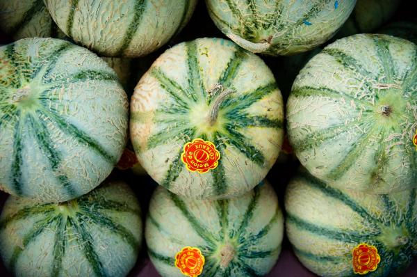 Melons melon