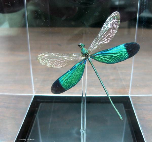 Metallic Dragonfly