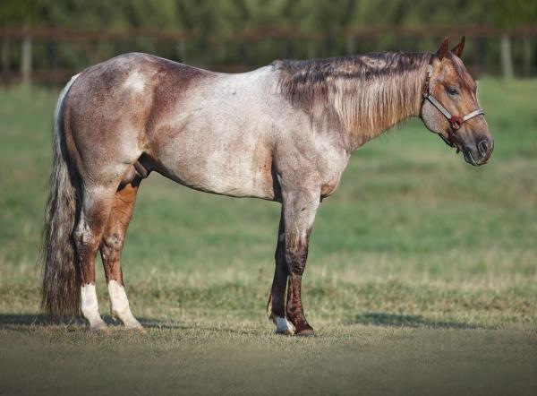 Metallic Horse