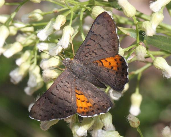 METALMARK, ARES (Emasis ares) (8-30-11) harshaw road, scc, az -01