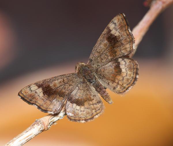 METALMARK, FATAL (Calephelis nemesis) (3-10-11) 78 circulo montana, patagonia lake ranch estates, scc, az
