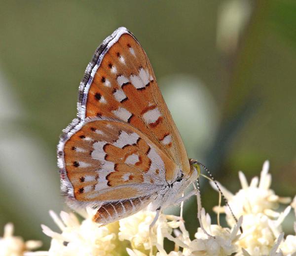 METALMARK, PALMER'S (Apodemia palmeri) (8-30-11) harshaw road, scc, az (2)