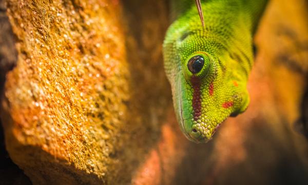 Micro Photography of a Gecko