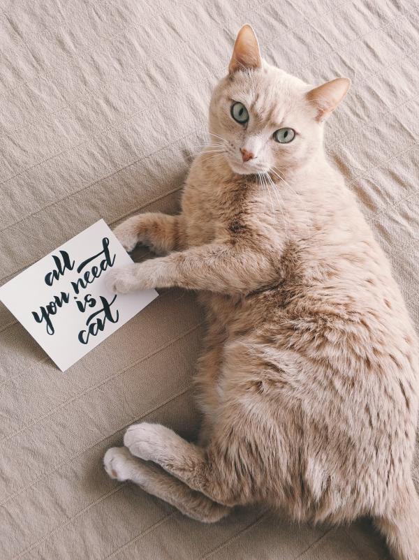 Mid-coated Brown Cat