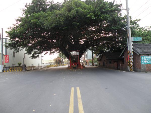 Middle Tree