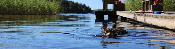Miisa having a quick swim..