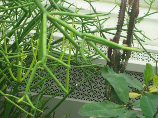Milky plant