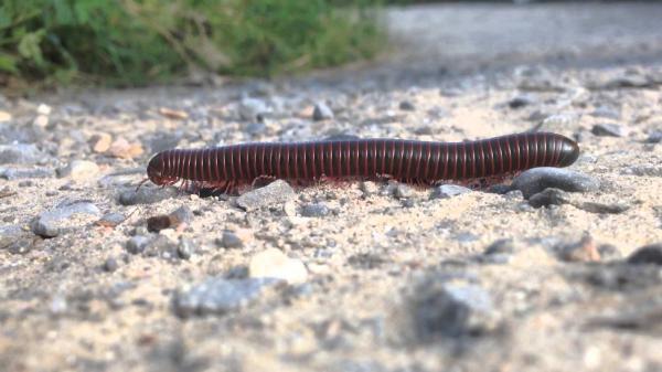 Milli The Millipede