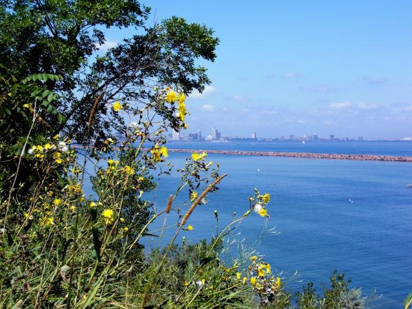 Milwaukee Bluffs