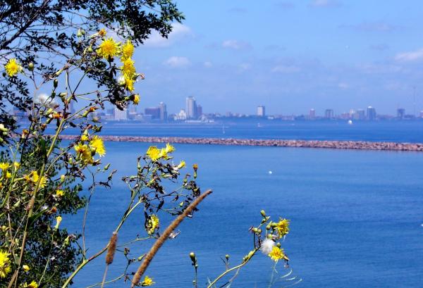 Milwaukee Bluffs