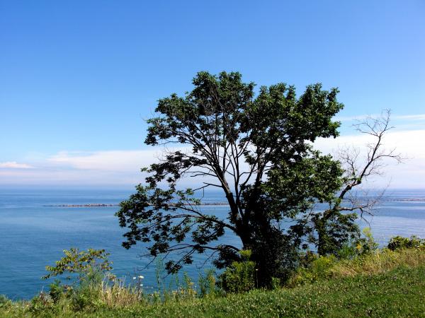 Milwaukee Bluffs