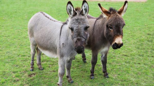 Miniature Donkeys