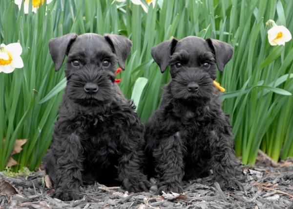 Miniature schnauzer