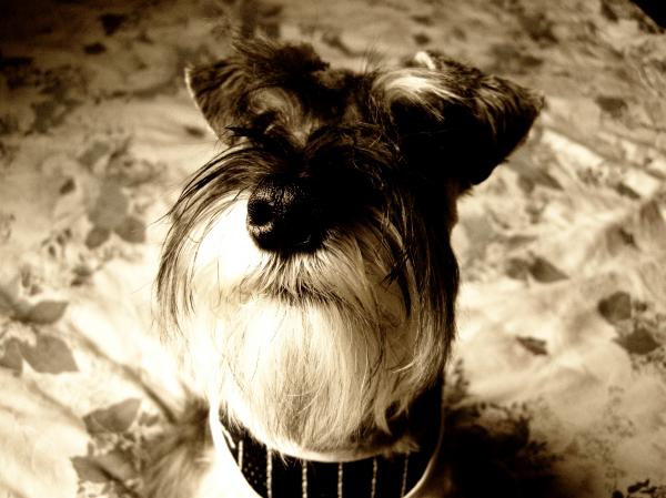 Miniature schnauzer