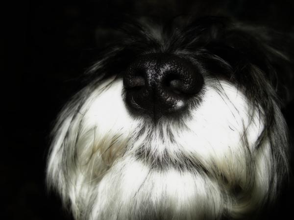 Miniature schnauzer