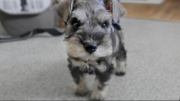Schnauzer dog