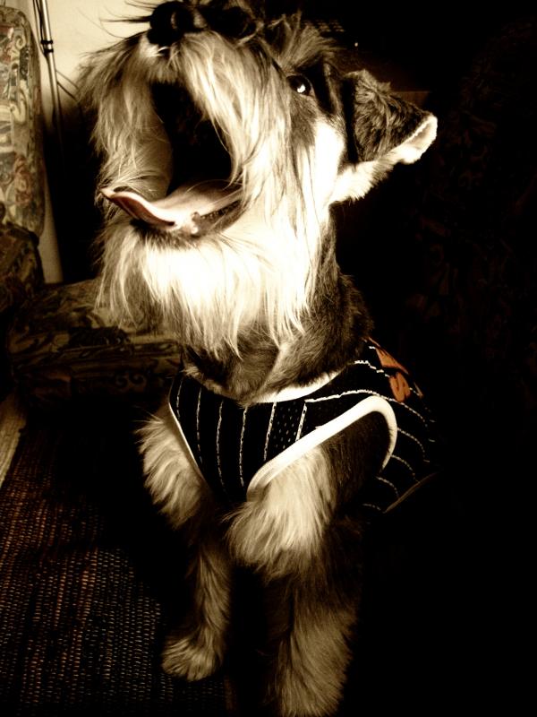 Miniature schnauzer
