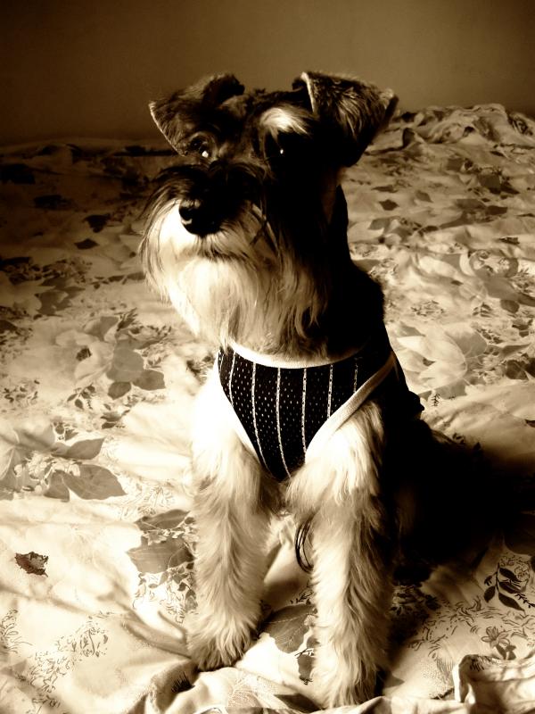 Miniature schnauzer