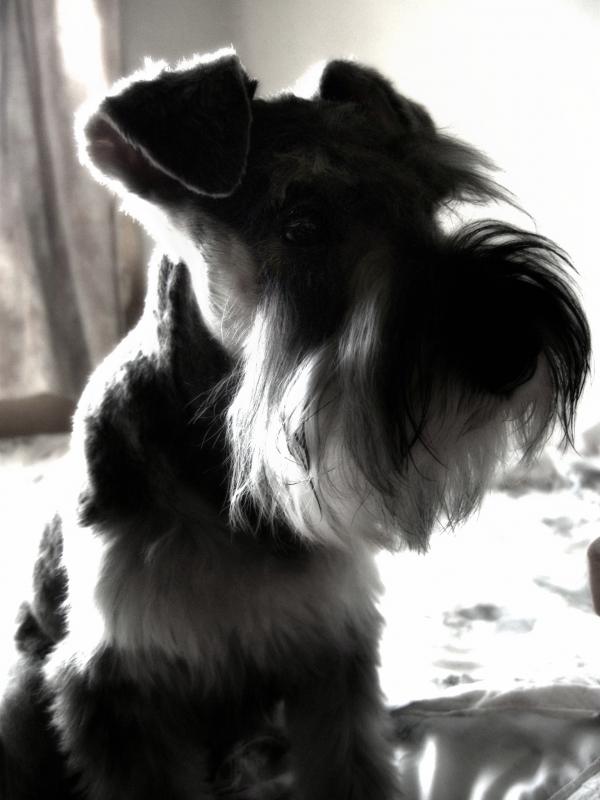 Miniature schnauzer