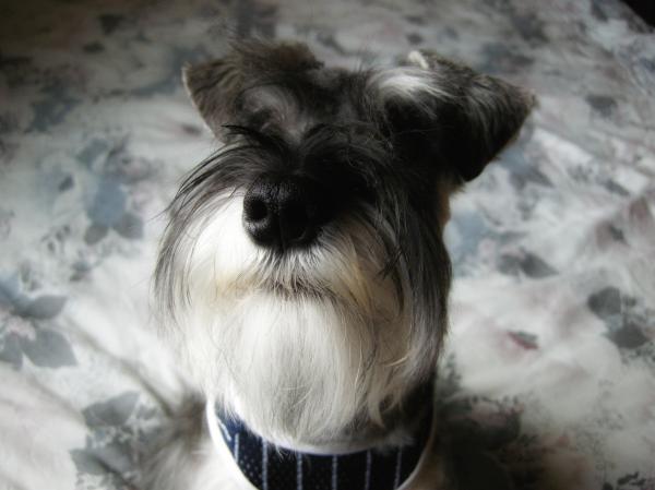 Miniature schnauzer