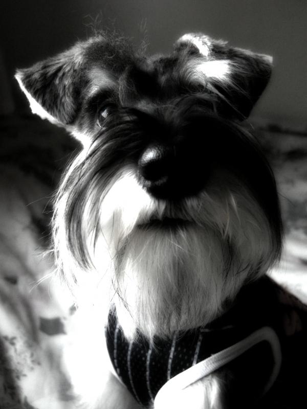 Miniature schnauzer
