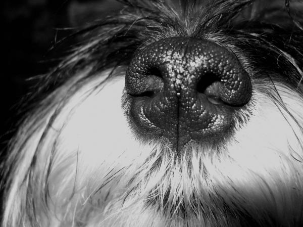 Miniature schnauzer