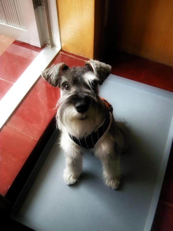 Miniature schnauzer
