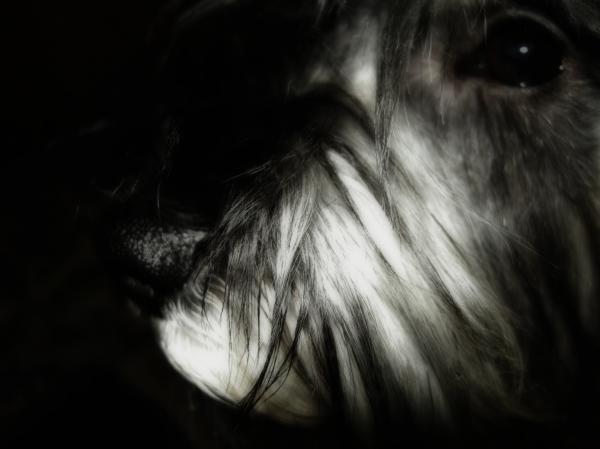 Miniature schnauzer