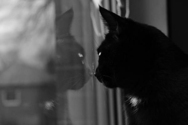 Mipha to the window