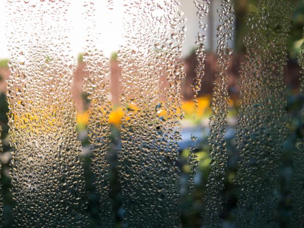 Misted window