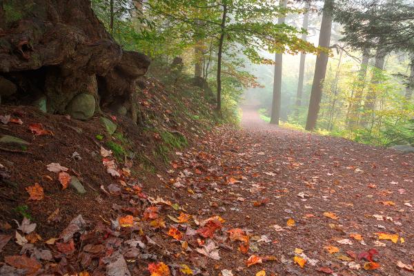 Misty Autumn Trail - HDR