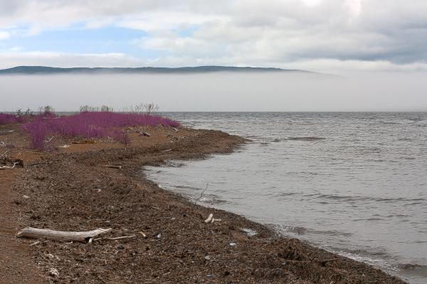 Misty Cabot Trail Scenery - Lavender Pur