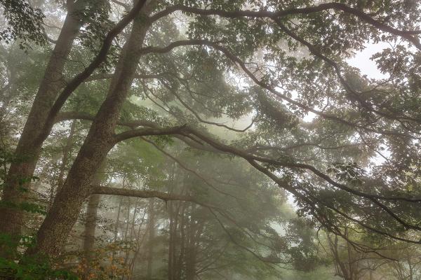 Misty Forest Branchscape - HDR