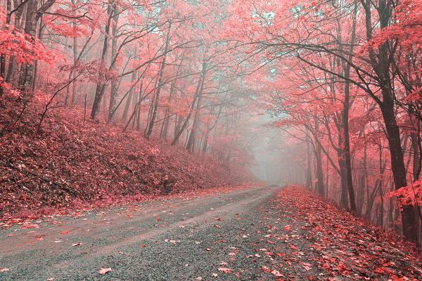 Misty Forest Road - Tickle Me Pink HDR
