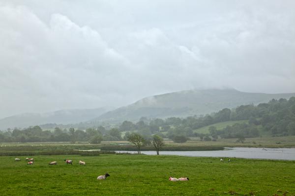 Misty Pasture - HDR